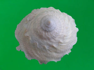 光衣笠螺 光衣笠螺