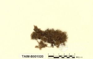 船葉蘚科 船葉蘚科