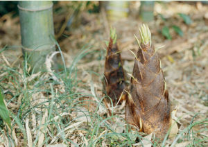 佘山蘭筍 佘山蘭筍