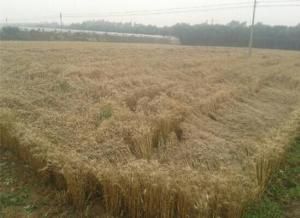 小麥乾熱風 小麥乾熱風