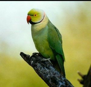 紅領綠鸚鵡