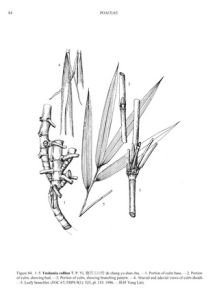 德昌玉山竹 德昌玉山竹