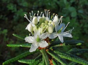 拉布拉多杜香 拉布拉多杜香