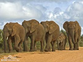 象[哺乳綱動物]