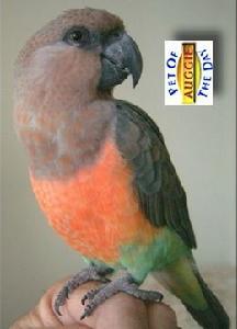 紅腹鸚鵡