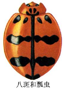 八斑和瓢蟲 八斑和瓢蟲