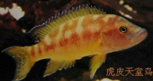 虎皮天堂鳥