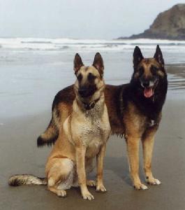 比利時瑪利諾犬