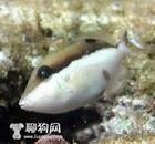 白肚炮彈 白肚炮彈