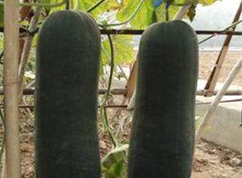 桂蔬8號黑皮冬瓜 桂蔬8號黑皮冬瓜