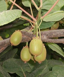 井岡山獼猴桃