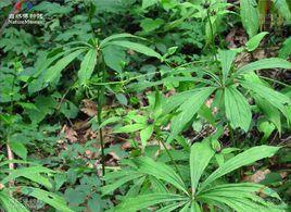 七葉一支花 七葉一支花