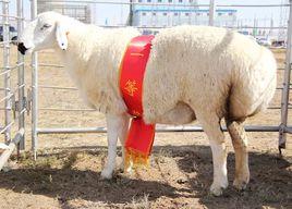 烏珠穆沁羊肉 烏珠穆沁羊肉