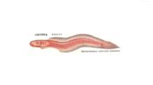 狼牙鰕虎魚的形狀
