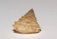 索約麗口螺 索約麗口螺