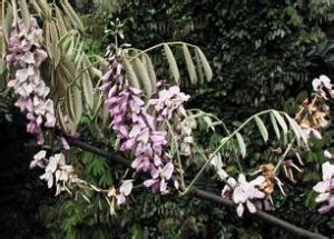 密錐花魚藤 密錐花魚藤