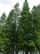 百山祖冷杉全株