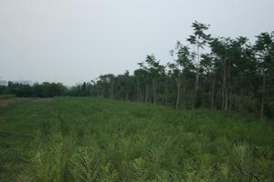 文冠果一年生苗(張東旭攝)