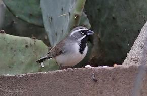 黑喉漠鵐 黑喉漠鵐