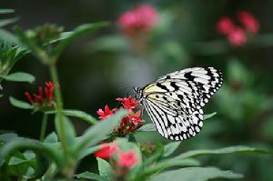 （圖）大白斑蝶