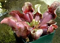 薔薇瓶子草 薔薇瓶子草