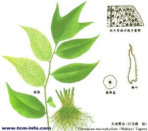 大羽貫眾 大羽貫眾