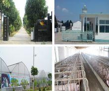 鳳凰村[安徽省六安市金安區三十鋪鎮鳳凰村]