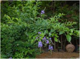 假連翹[中草藥]