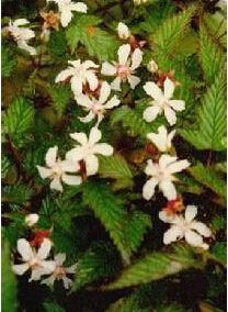 雲南懸鉤子 雲南懸鉤子