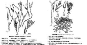 東郊華枝藻 東郊華枝藻