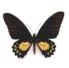 呂宋鳳蝶 呂宋鳳蝶