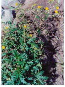 大萼委陵菜 大萼委陵菜