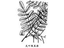 大葉狼豆柴葉 大葉狼豆柴葉