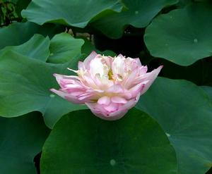 《桃源憶故人》