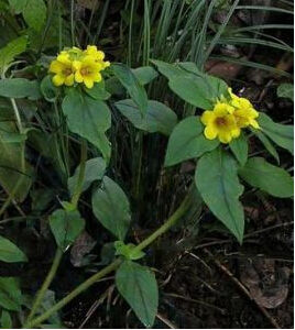 短毛葉頭過路黃 短毛葉頭過路黃