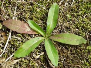 矩葉吉祥草 矩葉吉祥草