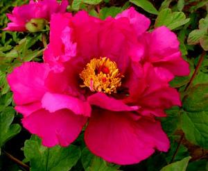 紅裝素裹[芍藥屬牡丹栽培品種]