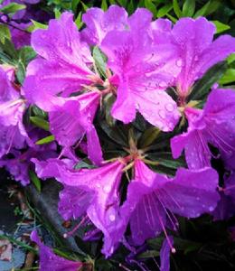 粉色小精靈 粉色小精靈