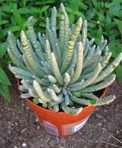 多肉千里光類植物