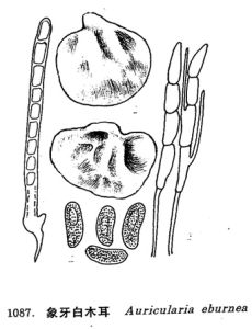 象牙白木耳 象牙白木耳