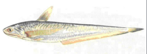 長江刀魚