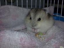 倉鼠-冬白