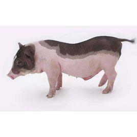 大花白豬 大花白豬