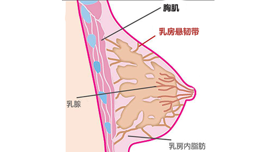 乳房懸韌帶示意圖