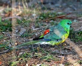紅腰鸚鵡普通亞種 紅腰鸚鵡普通亞種