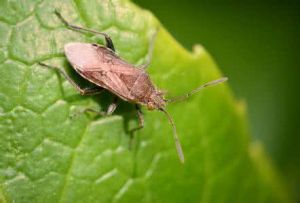褐伊緣蝽 褐伊緣蝽