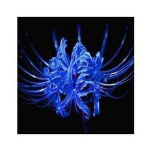 花語[用花表達的語言]