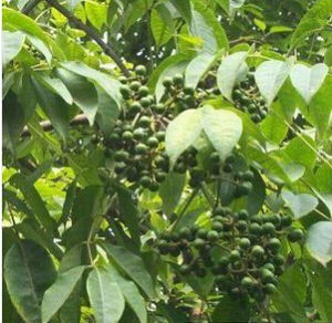 黃皮小檗 黃皮小檗