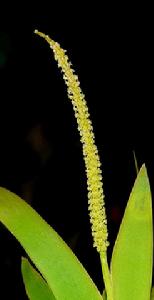 顯脈鳶尾蘭 顯脈鳶尾蘭