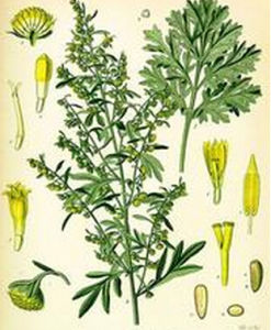 中亞旱蒿 中亞旱蒿